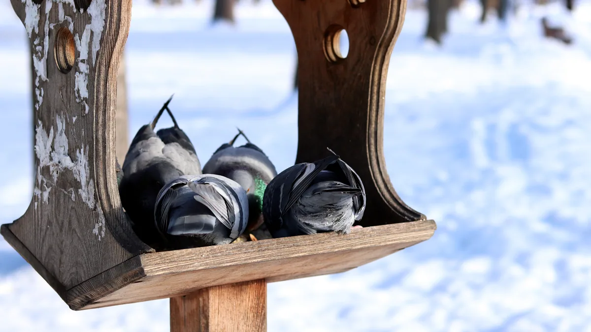 A pair of bibbed snow pants hanging on a line, wind pulling them gently sideways.
